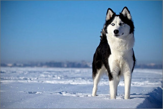 Husky dog snow camera blue - husky free wallpaper