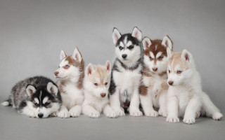 Husky puppies sitting gray background - husky free wallpaper