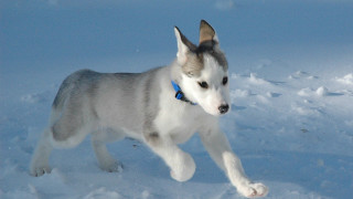 Husky running snow paw air - husky free wallpaper