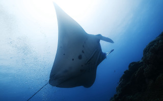 Large fish swimming ocean rock - sunlight free wallpaper