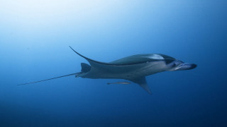 Large fish swimming ocean long - a long tail free wallpaper for desktop