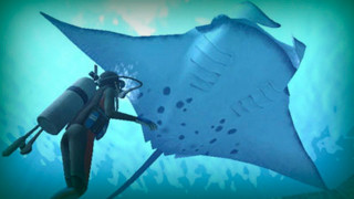 Manta ray scuba diver ocean - a camera free wallpaper