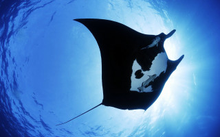 Manta ray swims through water - underwater free wallpaper