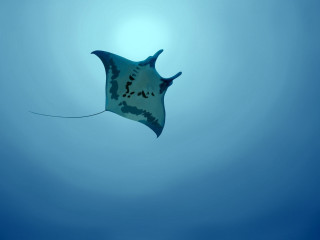 Stingfish blue black underwater gradient - a long tail free wallpaper for desktop