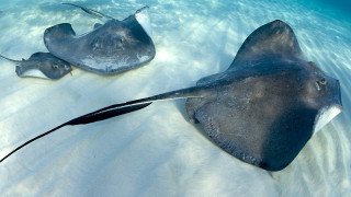 Stingrays swimming ocean beach sand - the water together free wallpaper