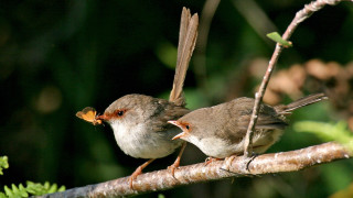 Two birds sitting branch beaks 2 - carl critchlow free wallpaper