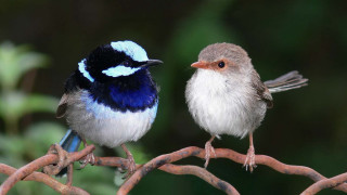 Two birds branch blurry background - institutional critique free wallpaper