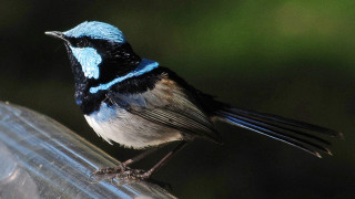 Blue black bird feeder looking - its head free wallpaper