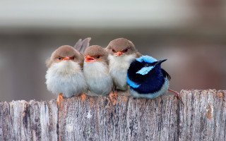 Three little birds wooden fence - institutional critique free wallpaper