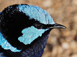 Blue black bird macro award - a black body free wallpaper