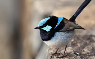 Small blue black tailed bird - a rock wall free wallpaper