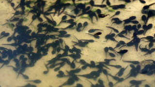 Small fish swimming pond algae - a group free wallpaper