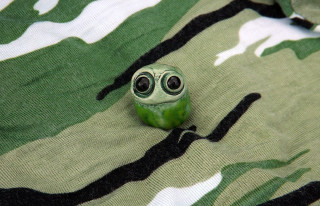 Green toy eyes camouflage shirt - a macro photograph free wallpaper