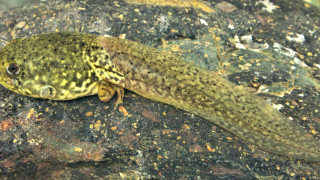 Small lizard rock moss bridge - a small lizard free wallpaper