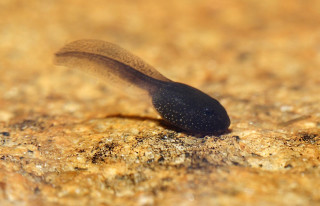 Slug crawling rock dirt nature - an illustration free wallpaper