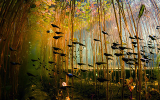 Fish pond bamboo plants sunlight - sunlight free wallpaper for desktop