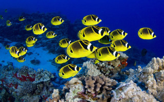 Yellow fish coral reef underwater 2 - a large group free wallpaper