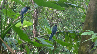 Blue birds perched branch forest - primitivism free wallpaper for desktop