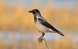 Black white bird branch water - a brown background free wallpaper