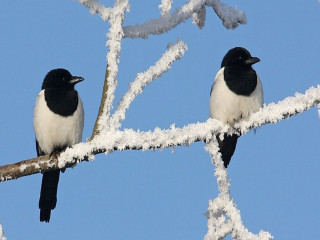 Two birds branch tree snow - two bird free wallpaper for desktop