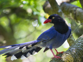 Bird red beak perched tree - de hirsh margule free wallpaper
