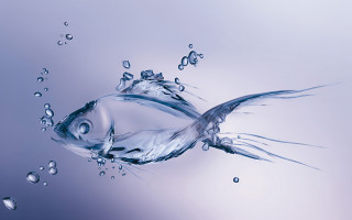 Fish swimming blue water bubbles - its back end free wallpaper