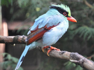 Colorful bird tree branch forest 6 - a tree branch in a forest area free wallpaper for desktop