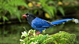 Blue bird red beak mossy - de hirsh margule free wallpaper