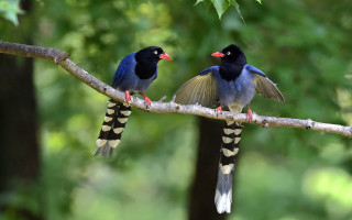 Two birds branch wings spread 4 - one bird free wallpaper