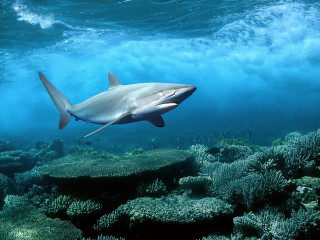 Shark swimming coral reef ocean 2 - a few fish free wallpaper