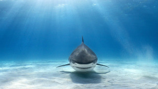 Shark swimming ocean sunlight person - a shark swimming in the ocean free wallpaper