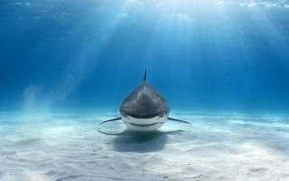 Shark swimming ocean sunbeams water 2 - douglas robertson bisset free wallpaper