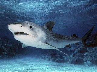 Large white shark swimming ocean 5 - a fish nearby free wallpaper