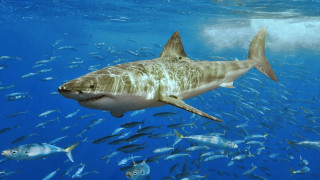 Large shark ocean fish diver - the waters surface free wallpaper