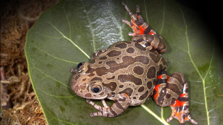 Frog sitting leaf red spots - red spot free wallpaper