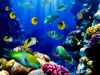 Large group fish aquarium corals 3 - a large group of fish swimming free wallpaper