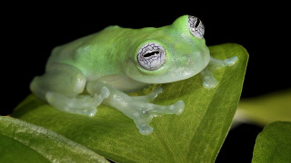 Green frog holography macro detailed - a green frog free wallpaper