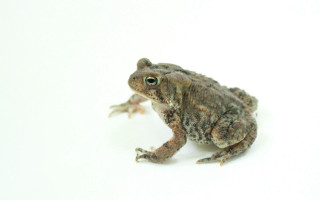 Frog sitting white surface background - a frog free wallpaper