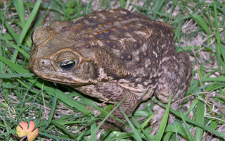Frog grass flower background blurry - a frog free wallpaper