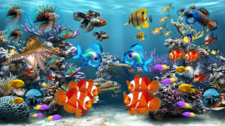 Fish swimming aquarium water corals - a group of fish swimming free wallpaper