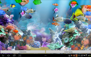 Computer screen fish corals net - coral free wallpaper for desktop