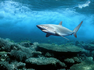 Shark swimming coral reef ocean 3 - a few fish free wallpaper
