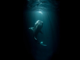 Whale swimming ocean head under - bioluminescence free wallpaper