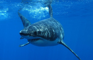 Large shark swimming ocean camera 3 - sharp high detail free wallpaper