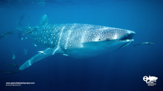 Whale fish ocean rayonism abidin - fish free wallpaper