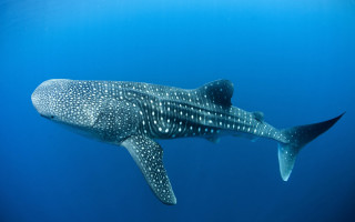 Whale swimming fish ocean bubbles - a fish nearby free wallpaper