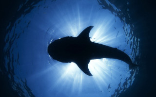 Large shark ocean sunlight fish - a large shark swimming in the ocean free wallpaper