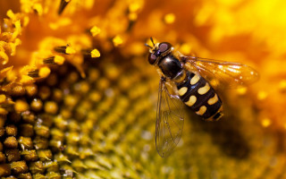 Bee sunflower field macro autumn - a bee free wallpaper for desktop