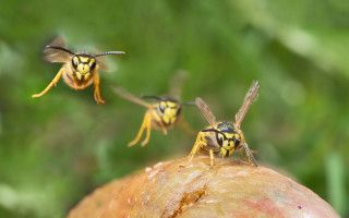Three bees rotten apple macro - foot free wallpaper