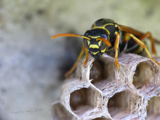 Bee closeup wood smoke bug - a close up of a bee free wallpaper